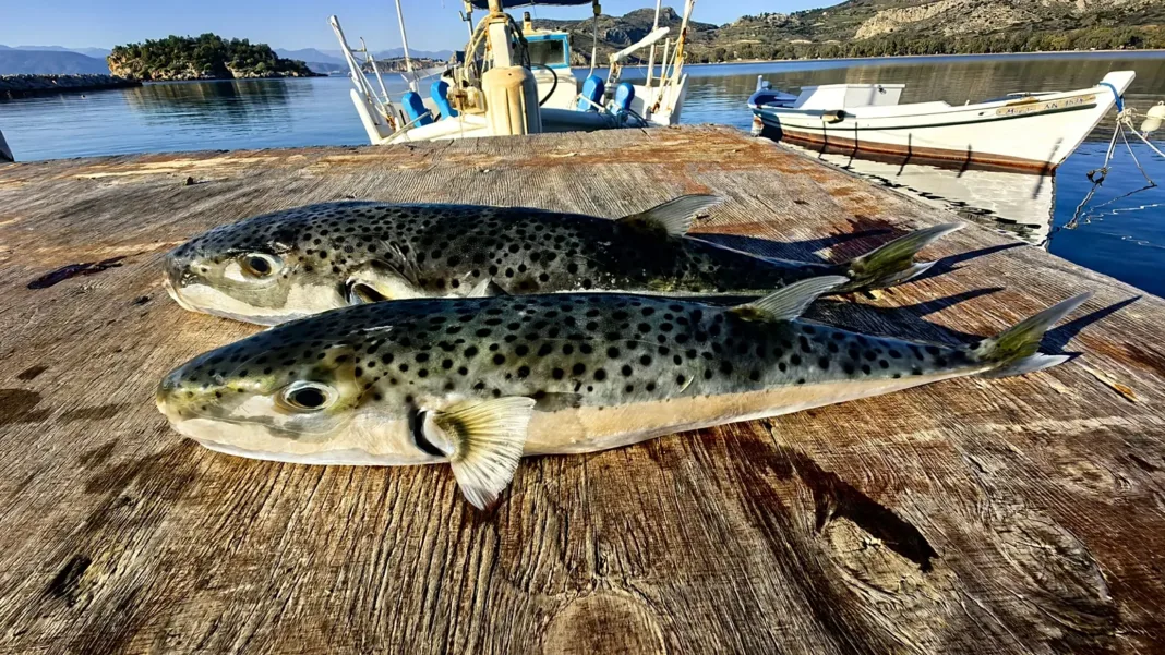 Δύτες ανέσυραν 67 λαγοκέφαλους από τον κόλπο της Μεσαράς Δύτες ανέσυραν 67 λαγοκέφαλους από τον κόλπο της Μεσαράς