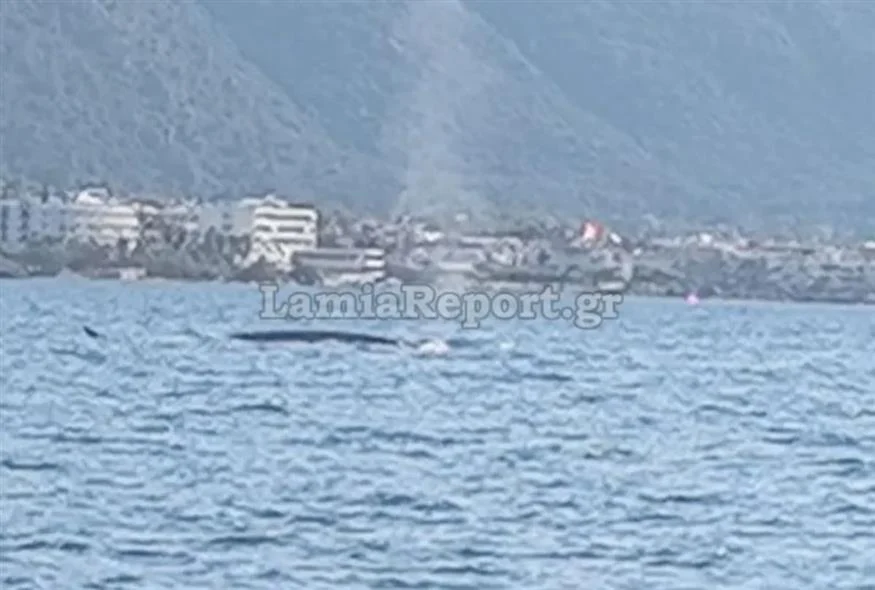 Φάλαινα εμφανίστηκε στα Καμένα Βούρλα Φάλαινα εμφανίστηκε στα Καμένα Βούρλα