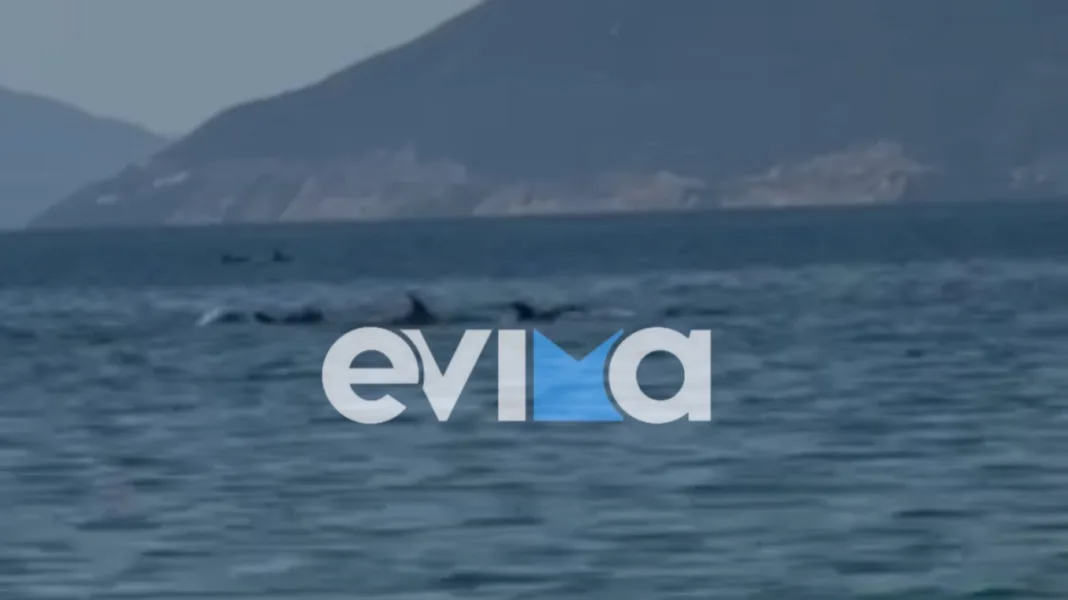 Εντυπωσιακό βίντεο από την Εύβοια με κοπάδι δελφινιών δίπλα σε λουόμενους Εντυπωσιακό βίντεο από την Εύβοια με κοπάδι δελφινιών δίπλα σε λουόμενους