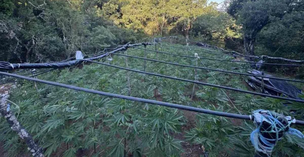 Εντοπίστηκε χασισοφυτεία με 4.000 δενδρύλλια σε χωριό της Λαμίας Εντοπίστηκε χασισοφυτεία με 4.000 δενδρύλλια σε χωριό της Λαμίας