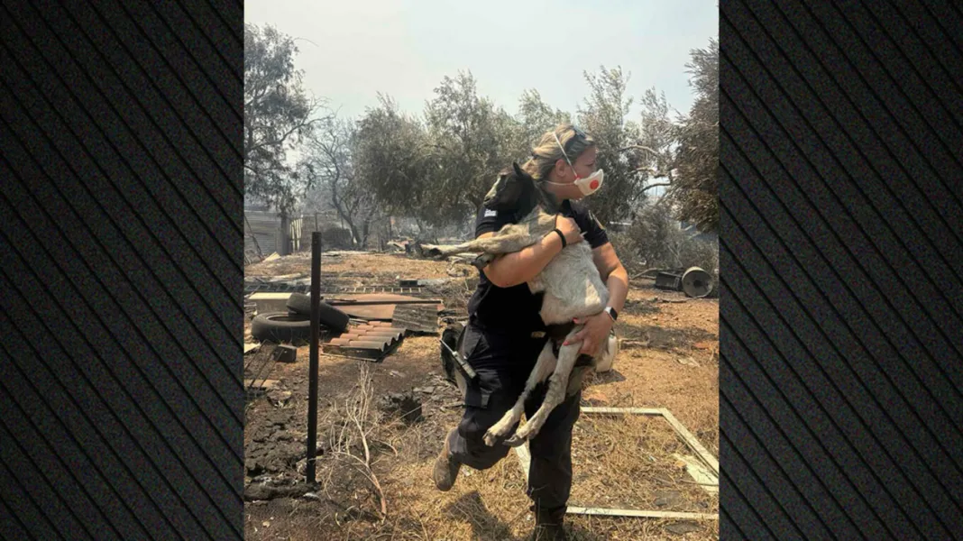 Αστυνομικός στη Βοιωτία έσωσε κατσικάκι μέσα από τις φλόγες Αστυνομικός στη Βοιωτία έσωσε κατσικάκι μέσα από τις φλόγες