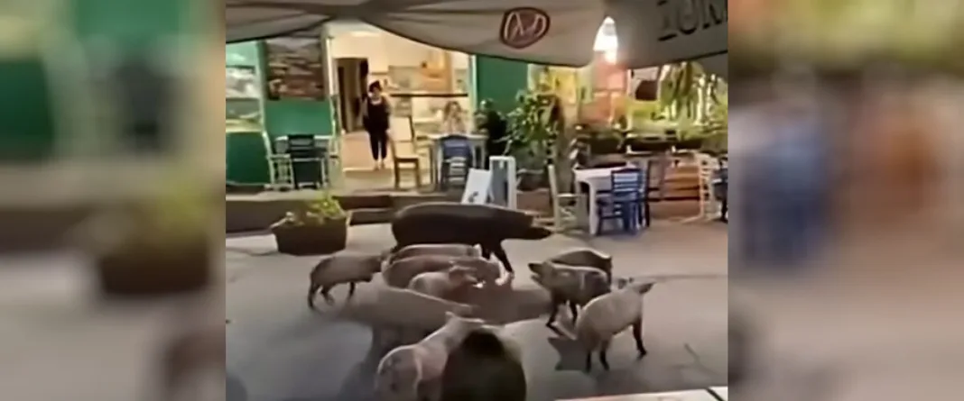 Γουρουνάκια πήγαν για καφέ σε μαγαζιά στον Βάμο Χανίων (βίντεο) Γουρουνάκια πήγαν για καφέ σε μαγαζιά στον Βάμο Χανίων (βίντεο)